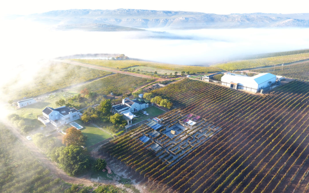 A Pocket guide to Elgin wine Farms